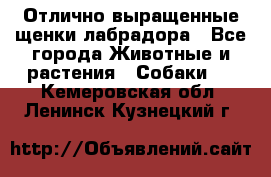 Отлично выращенные щенки лабрадора - Все города Животные и растения » Собаки   . Кемеровская обл.,Ленинск-Кузнецкий г.